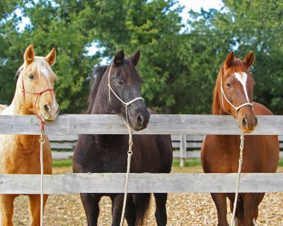 Keep Your Horses Protected!