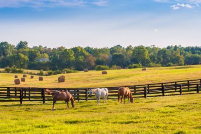 Improve Safety of the Horses!