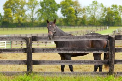 Ensure Horses Cannot Escape with Horse Fence Repair!