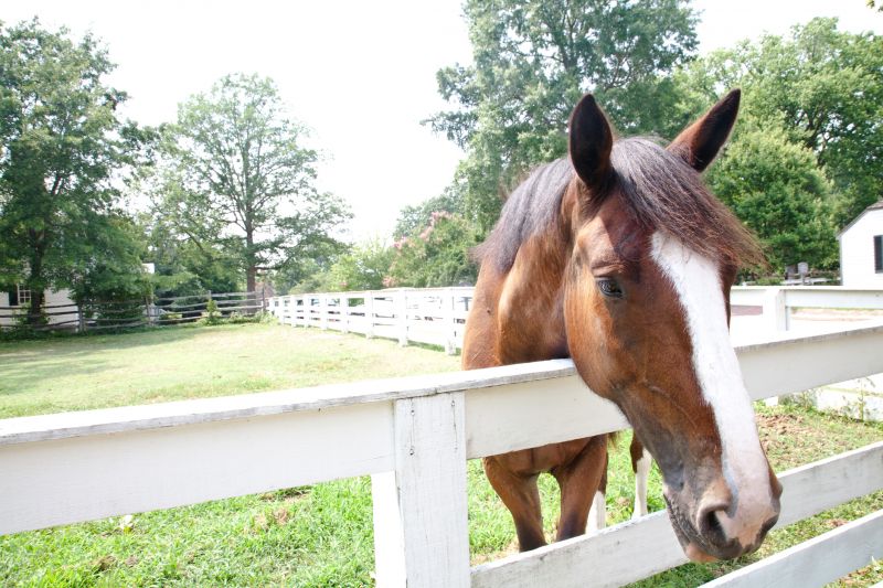 Horse Fence Repair Services