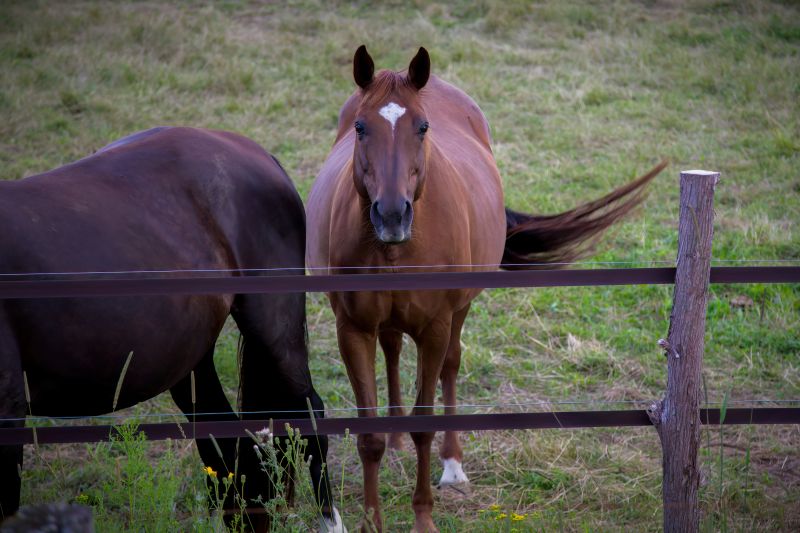 Horse Fence Repair