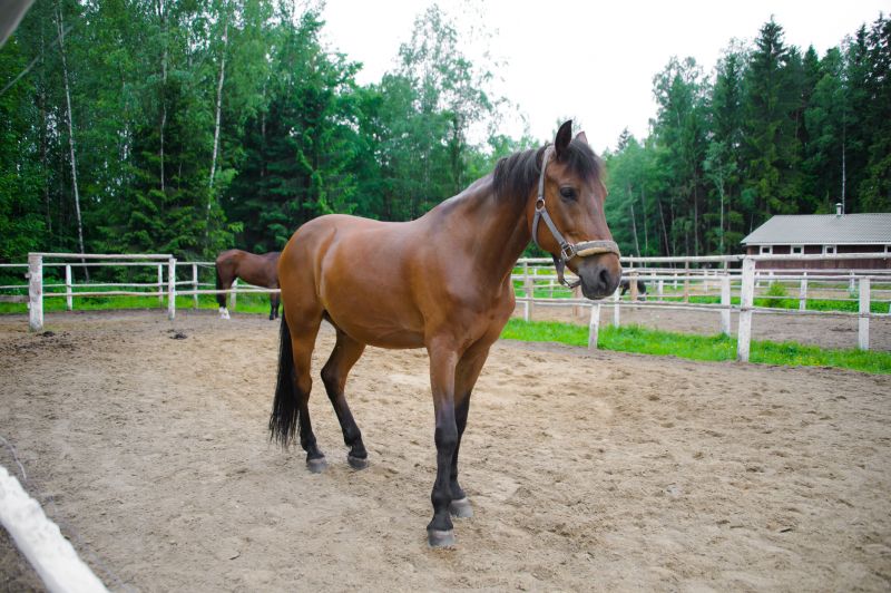 Secure Horse Enclosure