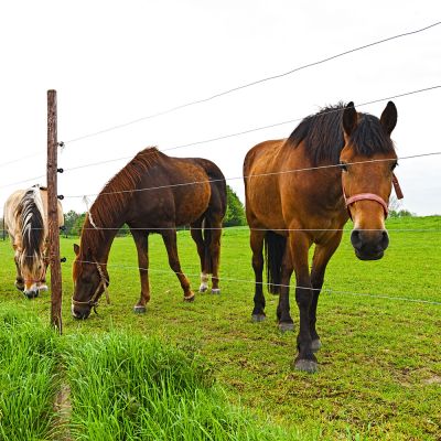 Ensure Your Horse Fence is Long Lasting with Repairs as Needed!